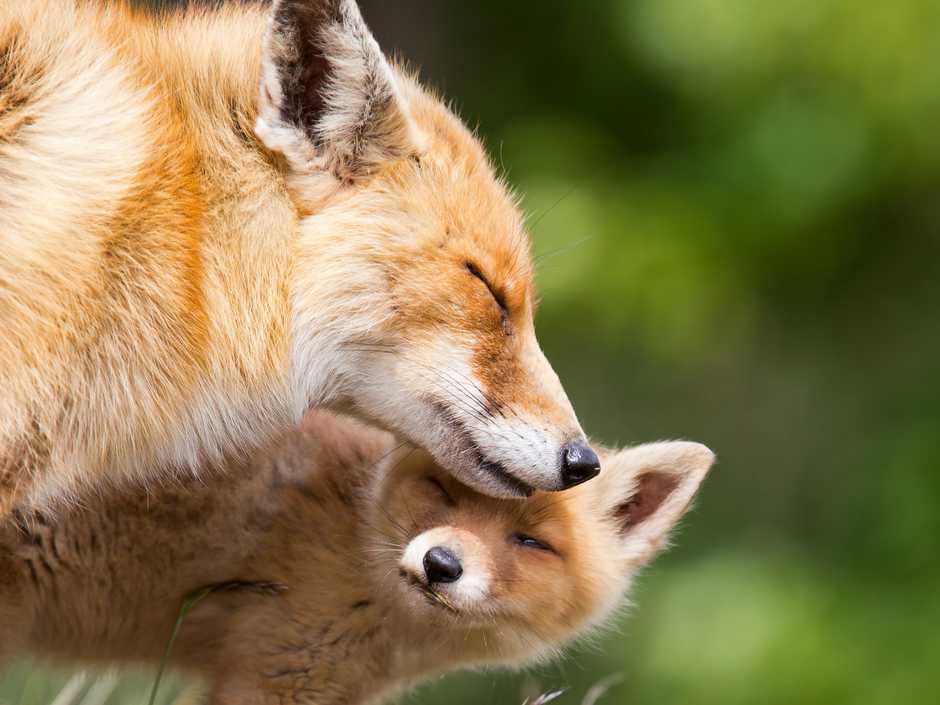 Fuchsmutter und ihr Kind